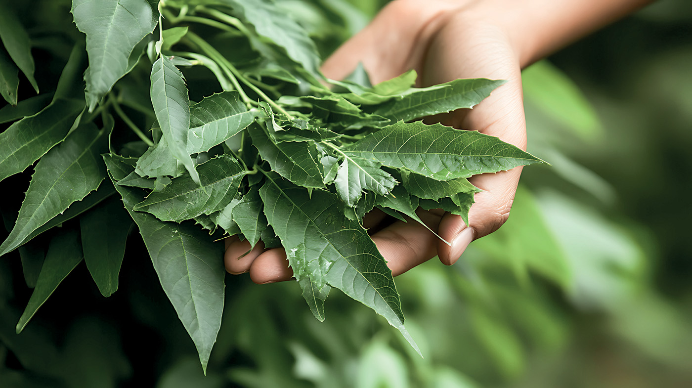Compromiso de MY.ORGANICS con la sostenibilidad - Fondo de naturaleza verde